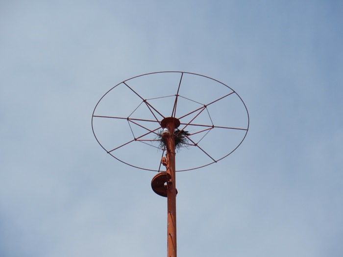 頂冠