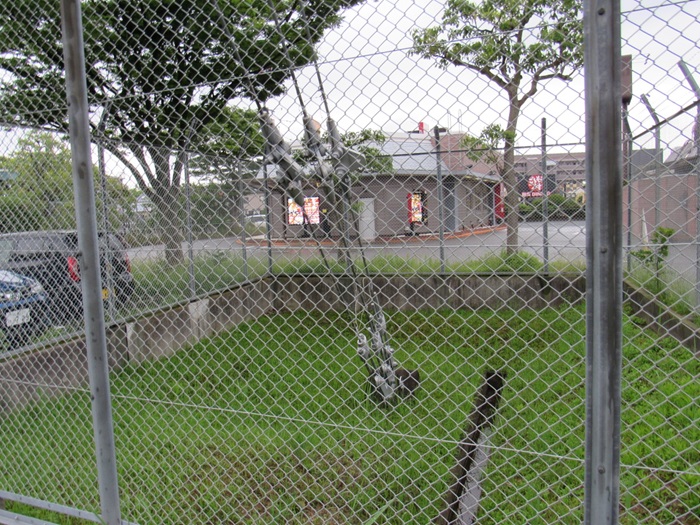 支線基部
