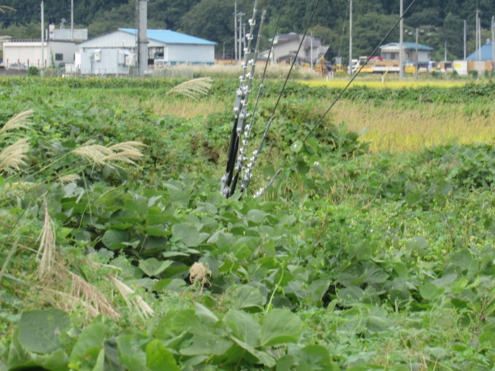 支線基部3